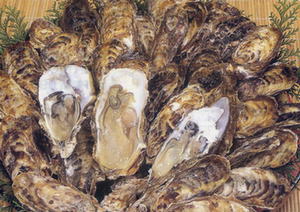 九十九島の牡蠣